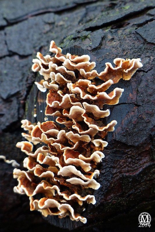 fungi-toadstools-mushrooms-bedfords-country-park-essex