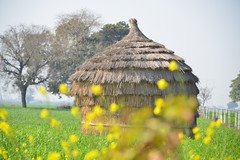 Rural Gurgaon