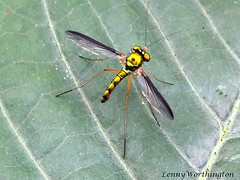 Flies (Diptera) of Thailand