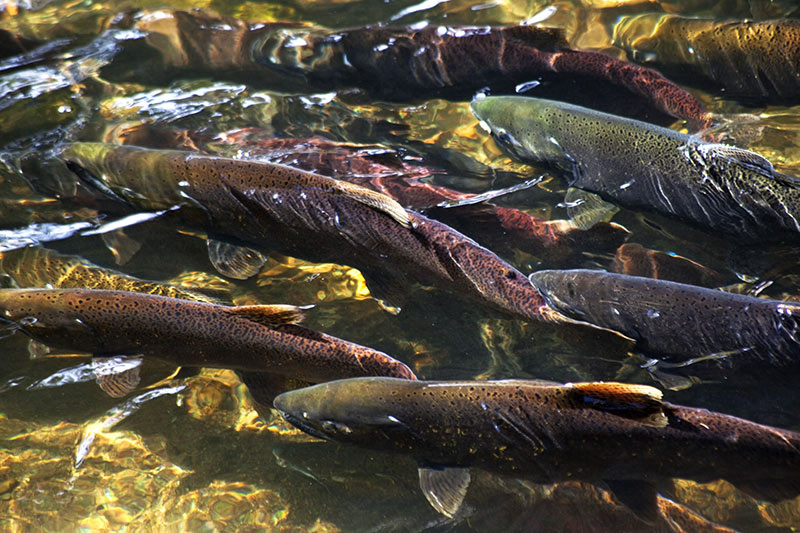 Spawning Chinook Salmon on Vancouver Island, British Columbia, Canada.