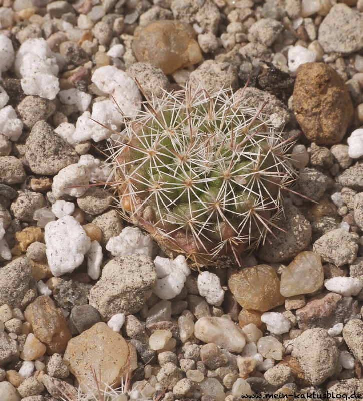 Mammillaria standley,  La Aduna, SON.
