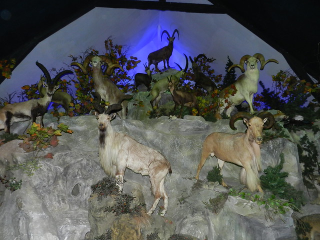 Parc Animalier des Pyrénées - Museo