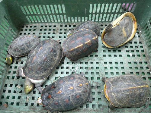 檢視保育類烏龜個體狀況：死亡個體。林務局提供。