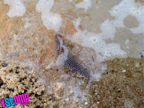 What is this strange worm-like creature at Pasir Ris Park?