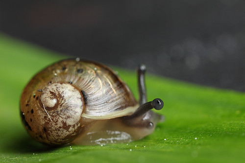 Small snail #2 by Lord V