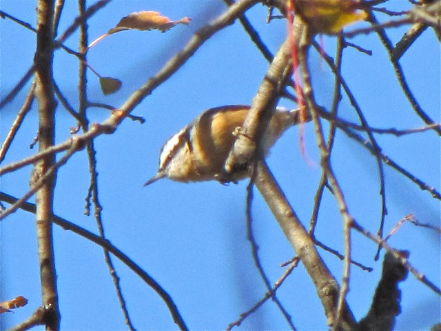 Red-breasted Nuthatch in McLean County, IL 02