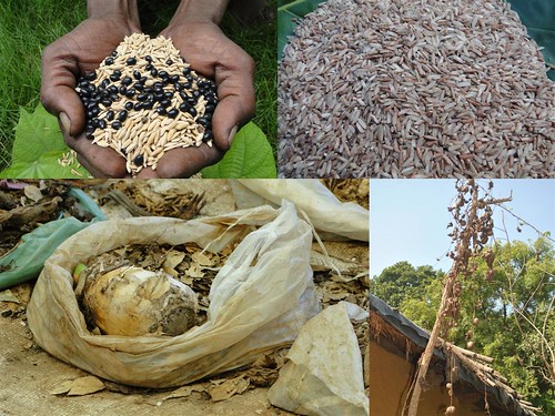 Medicinal Rice Formulations for Pancreas Revitalization and Cancer and Diabetes Complications (TH Group-124) from Pankaj Oudhia’s Medicinal Plant Database by Pankaj Oudhia