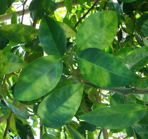 Example of citrus greening leaves.