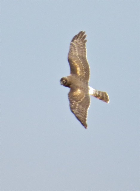 Northern Harrier at Gridley Wastewater Treatment Ponds in McLean County, IL 06