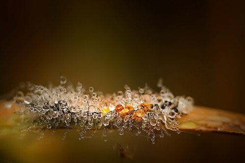 Dew washed Caterpillar ...