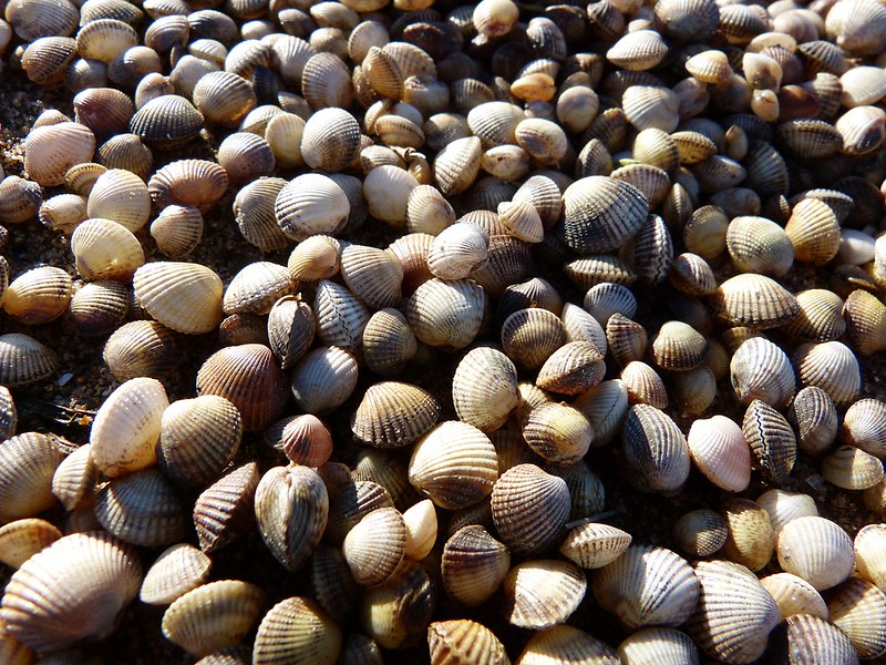 P1060677 - Shells, Llanelli