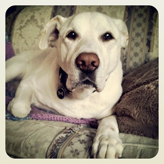 Zeus says Good Morning Instagram! #dogstagram #ilovemydogs #bigdog #instadog #love #paw #dogs #labmix