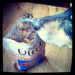 Working on #NutroUltra #blueberry & #pomegranate #dogtreat #review #dogstagram #houndmix #sniffer #instadog