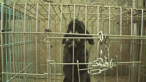 犬隻來到收容所，12天之後，如果空間飽和，沒人認養，都要排入安樂名單。