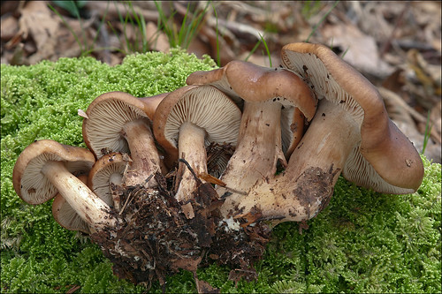 Лиофиллум скученный (Lyophyllum decastes)Photo by Amadej Trnkoczy  on Flickr Автор фото: Amadej Trnkoczy (Slovenija)