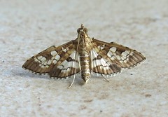Crambid moth (Sameodes cancellalis)