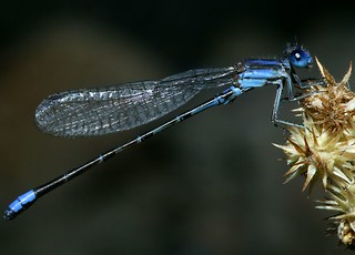 damzel fly