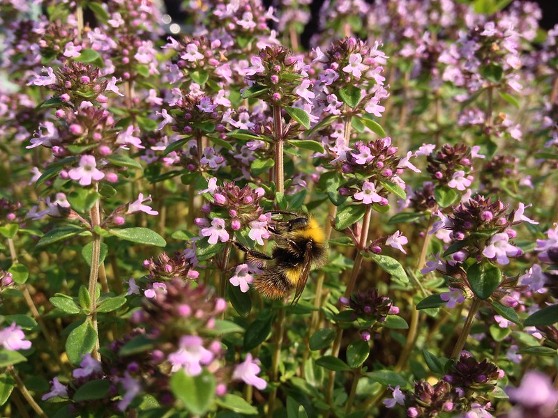 Bumblebee on thyme flowers