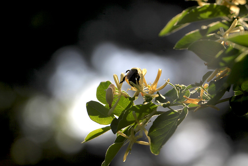 sunlit growth with bee