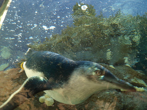 Penguin at Taronga Zoo by Ballygihen1