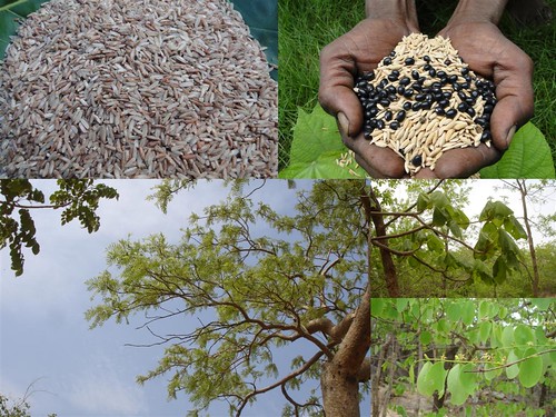 Medicinal Rice Formulations for Pancreas Revitalization and Cancer and Diabetes Complications (TH Group-123) from Pankaj Oudhia’s Medicinal Plant Database by Pankaj Oudhia
