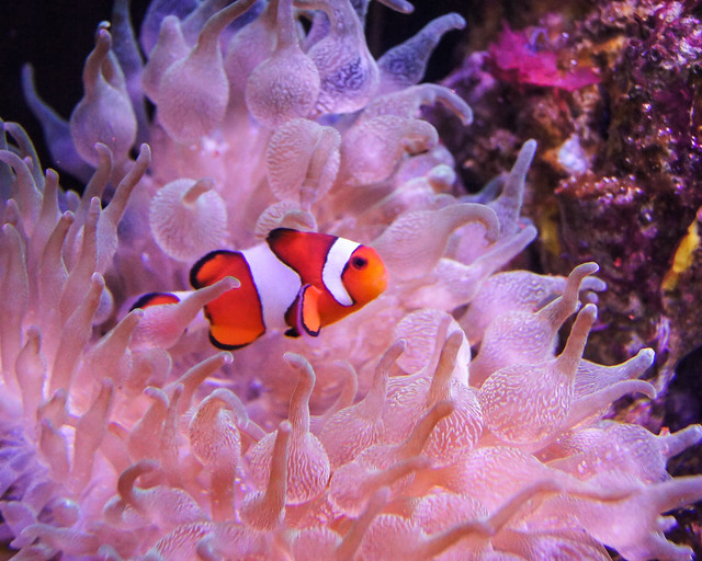 Clownfish, Clown Fish,  anemone,  anemonefish, Orange, White, Fish