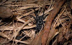 Corinnidae / swift spiders