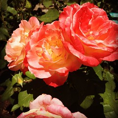 @redbuttegarden #roses in bloom on a #beautiful #June day! @visitutah @visitutahdotcom @visitutahvalley @visitutah www.elikqitie.com #travel