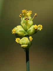 Ephedraceae  マオウ科