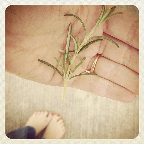 Rosemary from my yard. Finally planted one that is thriving!