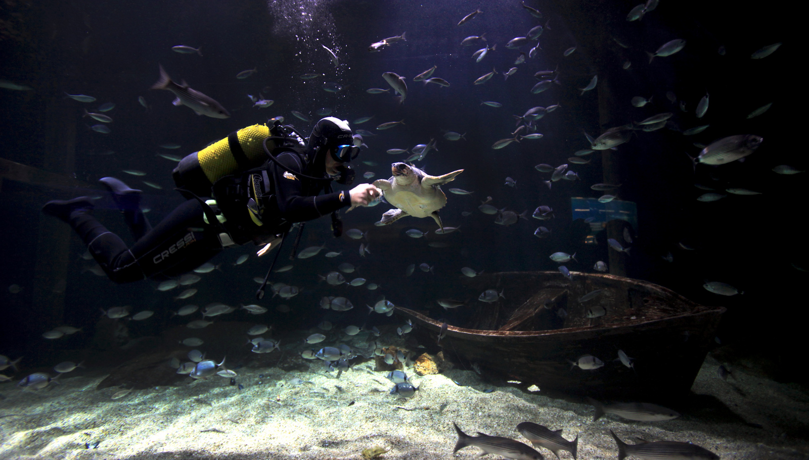 Buceando entre especies marinas en el Oceanogràfic de Valencia. Autor, Ciudad de las Artes y las Ciencias
