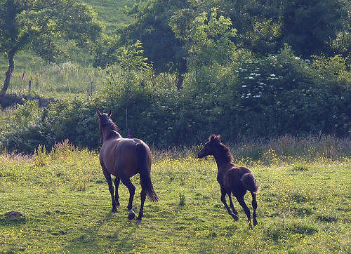 July evening: Molly and her 4 month old foal