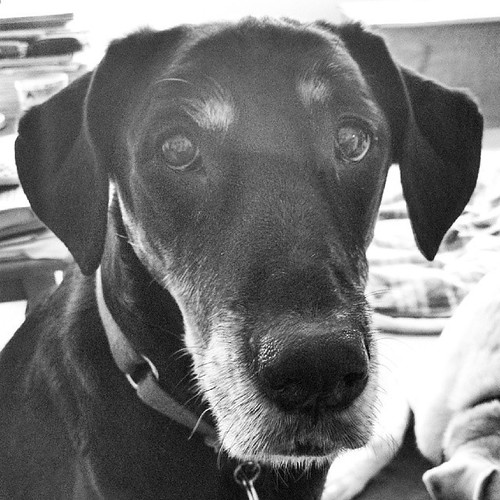 Lola says Good Morning! #dogstagram #dobermanmix #rescue #adoptdontshop