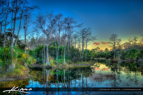 Winter in Florida Bald Cypress Tree Riverbend Park by Captain Kimo