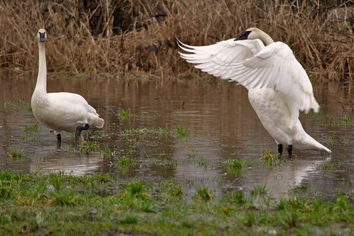 Trumpeter Swan Stretching His Wings