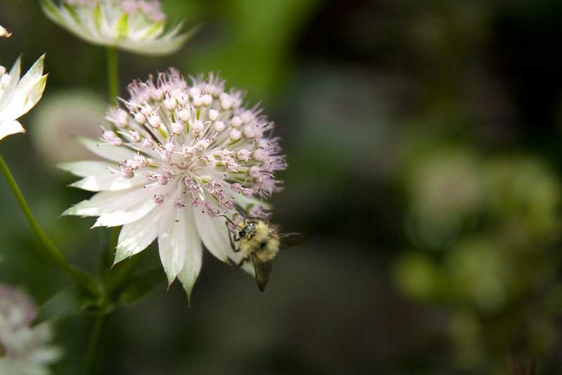 Astrantia with bee