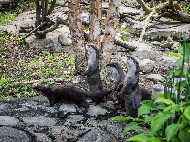 River Otters at Washington Zoo