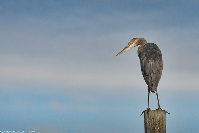 Heron on a Piling