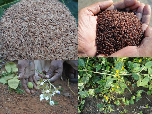 Validated and Promising Medicinal Rice Formulations for Diabetes (Madhumeha) and Cancer Complications and Revitalization of Kidney (TH Group-150) from Pankaj Oudhia’s Medicinal Plant Database by Pankaj Oudhia