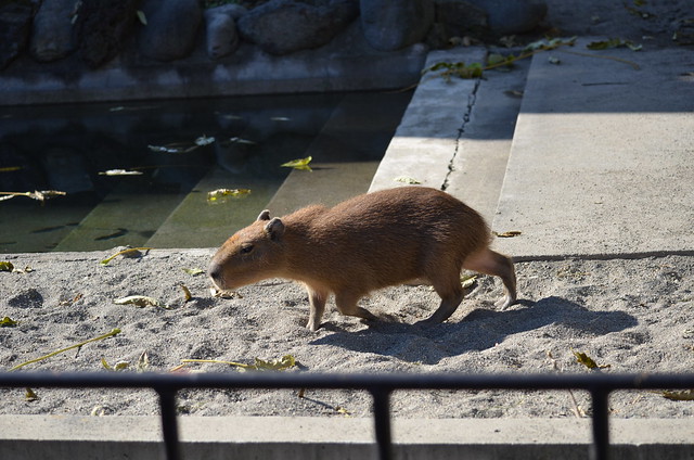 上野動物園のカピバラ一家 2013年11月24日