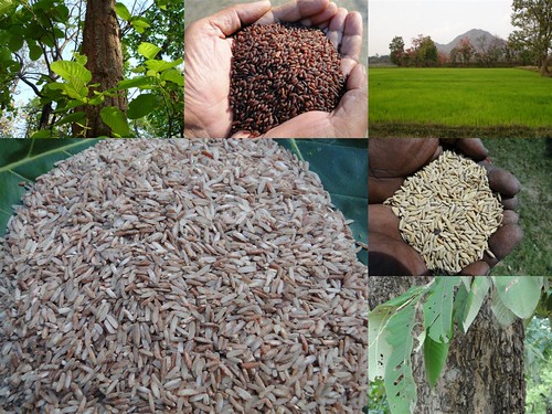 Validated and Potential
Medicinal Rice Formulations for Diabetes mellitus Type 2 and Leukemia
Complications (TH Group-204) from Pankaj Oudhia’s Medicinal Plant
Database
