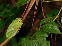 Amphibians, Thailand