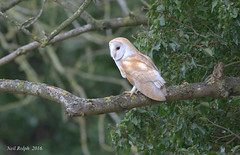 Barn Owls and Tawny owls