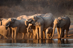 Elephants at the Okavango River