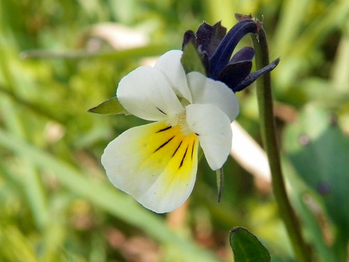 Field Pansy (Viola arvensis) by anemoneprojectors (through the backlog)