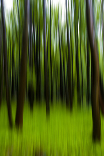 bosque en movimiento by BEATRIZ2r