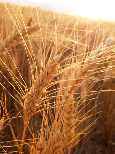 Heavenly wheat