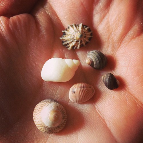 Teeny weeny shells we collected at Whitehills.