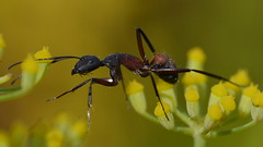Ants - Hormigas