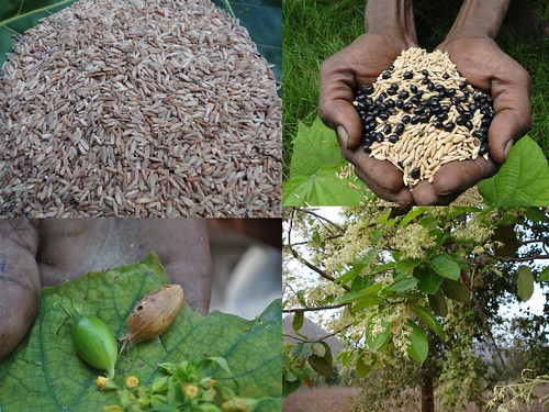 Indigenous Medicinal Rice Formulations for Diabetes and Cancer Complications, Heart, Spleen and Liver Diseases (TH Group-108) from Pankaj Oudhia’s Medicinal Plant Database by Pankaj Oudhia